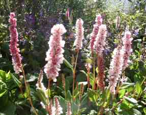 Persicaria affinis Superba mail order ground cover plants ireland garden centre Ireland